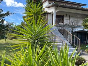 uma palmeira em frente a uma casa em Cozy Guest House Albergaria em Albergaria-a-Velha