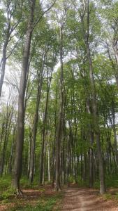 een bos van bomen met een onverharde weg bij Casuta bunicilor 