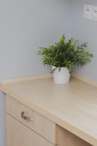 a potted plant sitting on top of a wooden cabinet at Unique Apartment with a Balcony in Sopot by Rent like home in Sopot