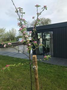a tree with pink flowers in the grass at Uniek overnachten in een Tiny House op de Appelhof in Wommels