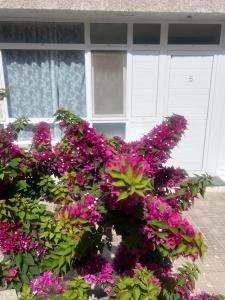 a bunch of purple flowers in front of a house at Relax apartamento 5 in Las Palmas de Gran Canaria