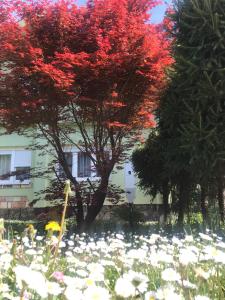 un árbol rojo en un campo de flores frente a una casa en Garden's apartman - Kosjerić en Kosjerić