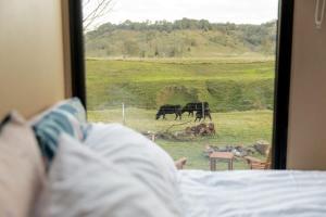 a bed with a view of two horses in a field at On the Rocks in Lismore