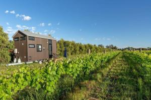 a tiny house in the middle of a vineyard at Vineyard Retreat in Toolleen
