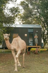 Una donna che scatta una foto a un cammello di Fig Tree Cottage a Darlington