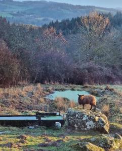 a sheep standing on a rock next to a pond at Détente en Pays d'Urfé in Saint-Marcel-dʼUrfé