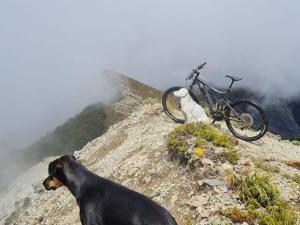 un perro y una bicicleta en una montaña en Lake Stella 2 - Rock Wren, en Mt Lyford