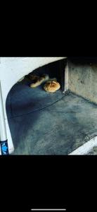 two cats are sleeping in a pizza oven at Villa Franca casa immersa nel verde in Villa dʼAiano