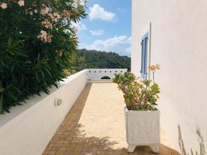 a walkway with a pot of plants on the side of a building at Villa Teresa in Santa Teresa Gallura +28 photos