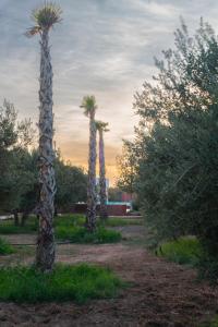 dos palmeras en un parque con la puesta de sol en el fondo en Villa Marrackech Sbai en Oubadine
