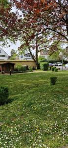 a park with a tree in the middle of a field at Gutenberg - helle und geräumige Wohnung in Uninähe in Mainz