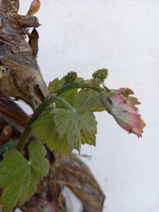 Foto sihtkohas Kleinhöflein asuva majutusasutuse Winzerhof Fleischmann galeriist