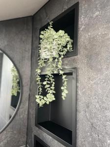 een plant hangend aan een muur met een spiegel bij Mellie`s Ferienwohnung Willingen in Willingen