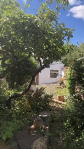 un albero in un cortile con una casa sullo sfondo di Komorebi Healing House a Dawlish