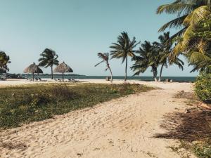 a sandy beach with palm trees and the ocean at Anda Di Hows Hostel in Placencia