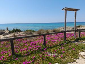 un campo di fiori rosa sulla spiaggia di Casa Vacanze Salento a Torre Vado