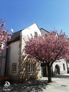 uma árvore com flores cor-de-rosa em frente a um edifício em Slavonice Mázhaus em Slavonice