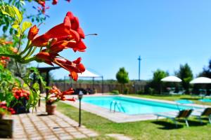 un fiore rosso accanto alla piscina di Ferienhaus für 20 Personen in Cortona, Trasimenischer See a Cortona