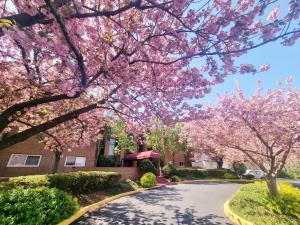 uma rua com árvores rosadas em frente a uma casa em Beautiful Apt, Woffice Area 2br, Long Term em Elkins Park