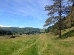 a dirt road in a grassy field with a tree at Charmantes Ferienhaus in Tweedsmuir mit Grill und Garten in Polmood