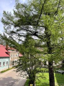 a tree in front of a house and a street at Pod Modrzewiem in Sokołowsko