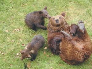 three brown bears are laying in the grass at Ferienwohnung in Schlag mit Großer Terrasse in Kirchdorf im Wald