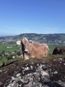 una mucca in piedi sulla cima di una collina di Fruehalp - b48505 a Unterägeri