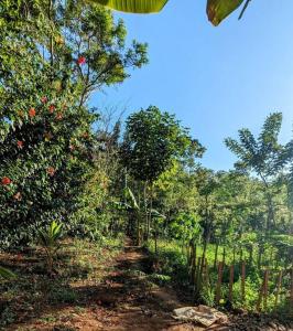 un camino de tierra en un jardín con árboles y manzanas en Cabaña entre montañas, equipada., en La Cruz