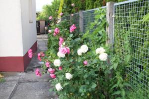 una recinzione con rose rosa e bianche di Ferienhaus für 6 Personen in Bezirk 23-Liesing, Wien und Umgebung 