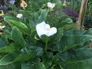 una flor blanca en una planta con hojas verdes en An Oasis By The Bay, en Cowichan Bay