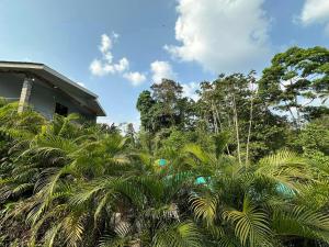 een huis met palmbomen bij Jonka House Private Jungle Oasis in Chachagua