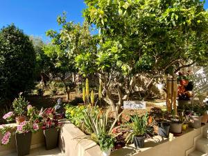 um jardim cheio de plantas e árvores em Maltese Garden Villa em Mosta