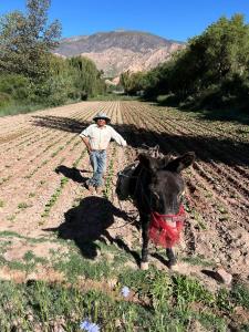 a man standing in a field with a donkey at El Encuentro - cabaña con vistas a los cerros - Maimará in Maimará