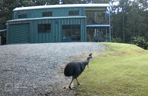 Animales en la casa o chalet o alrededores