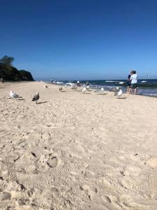 un grupo de aves de pie en una playa en Ferienhaus für 7 Personen und 1 Kind in Gaski, Ostseeküste Polen en Gąski