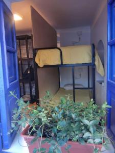 a room with two bunk beds and a potted plant at Haku Hostel in Cusco