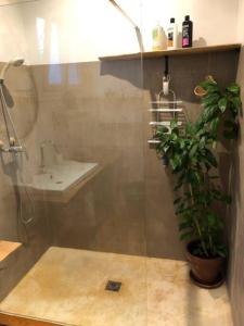 a bathroom with a shower and a potted plant at Charming, quiet house 7 minutes walk from center in Antibes