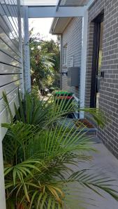a group of plants on the side of a house at Kooyong in Northmead