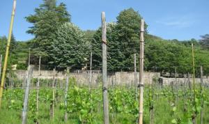 un jardin avec des bâtons de bambou dans un champ dans l'établissement Ferienhaus mit Privatpool für 15 Personen ca 900 qm in Serravalle Pistoiese, Toskana Provinz Pistoia, à Serravalle Pistoiese