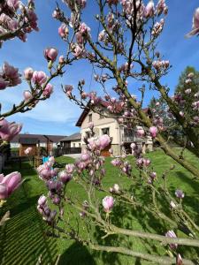 a magnolia tree with a house in the background at chillout w Rychwaldzie in Żywiec
