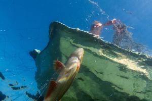 Zvířata v prázdninového domu nebo okolí