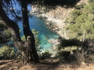 vista su un fiume da un albero di SANTA BARBARa a Roses