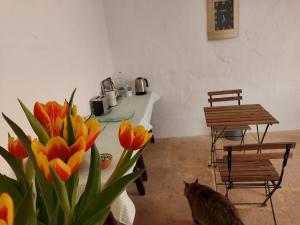 un gato sentado en una habitación con flores y una mesa en Razzett Warda B&B, en Għasri