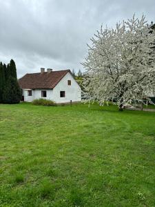 biały dom na polu z kwitnącymi drzewami w obiekcie Spokojny Zakątek w mieście Mrągowo