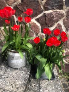 zwei Vasen roter Blumen neben einer Steinmauer in der Unterkunft Ferienhaus Plöwen MV 