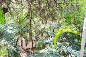 Mombasa at your doorstep! في مومباسا: مجموعة من الأشجار والنباتات في غابة