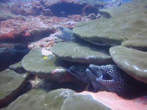 a couple of fish laying on the reef at DEEP SEA RESORT PADI DIVE CENTER in Batticaloa