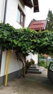 a large green tree in front of a house at House Otes Ilidža in Sarajevo