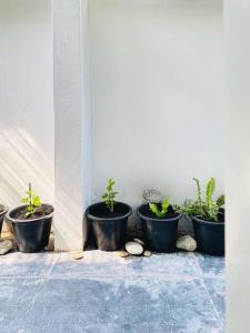 a row of potted plants sitting next to a wall at Chubby 5 Room 3 in Bang O