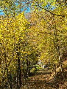 a path through a forest of trees with yellow leaves at Il Meriggio in Mezzenile